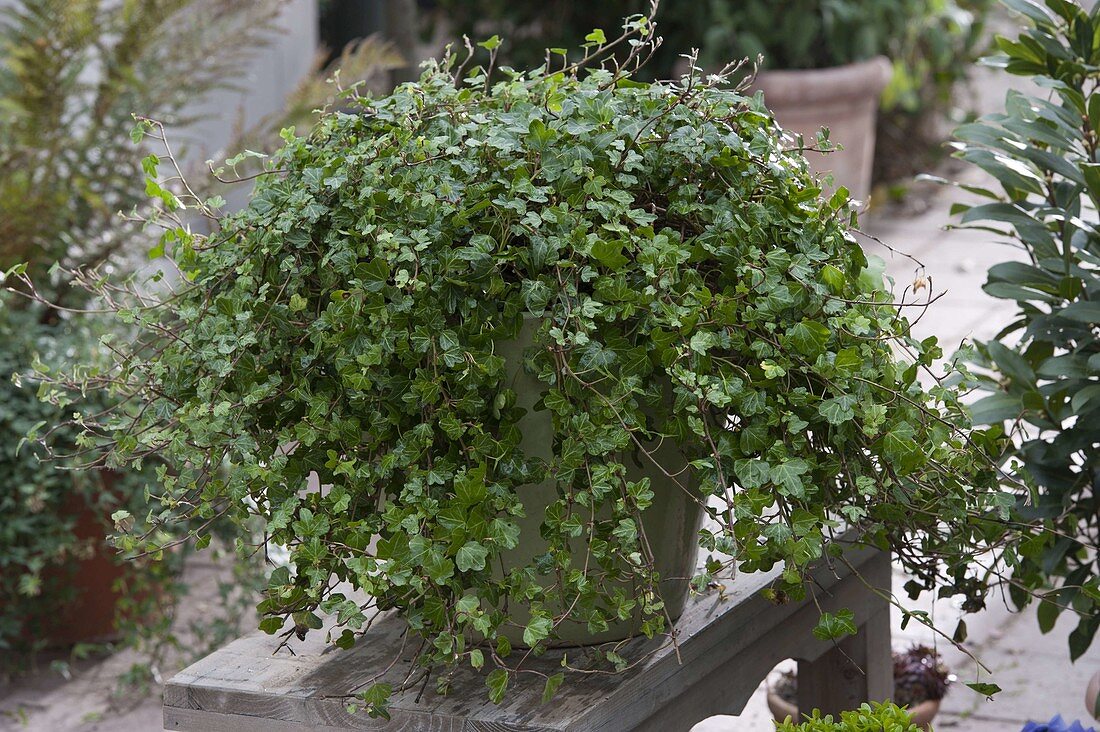 Hedera helix 'Duckfoot' (Ivy)