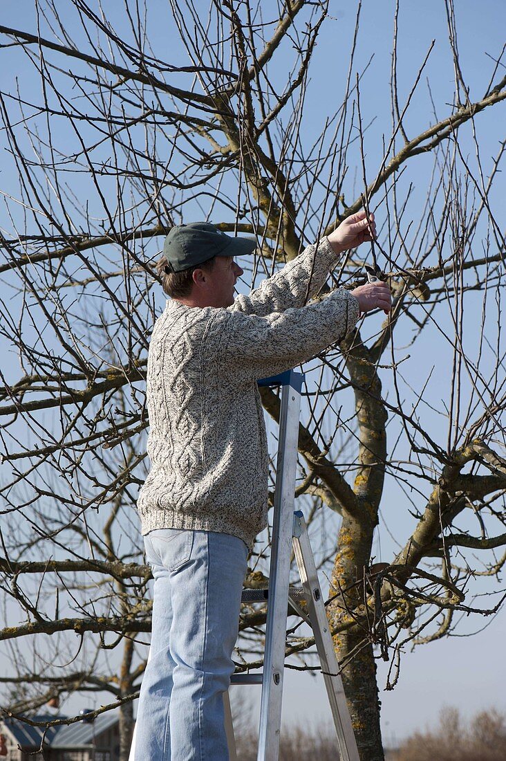 Mann schneidet Apfelbaum (Malus) im Frühjahr zurück