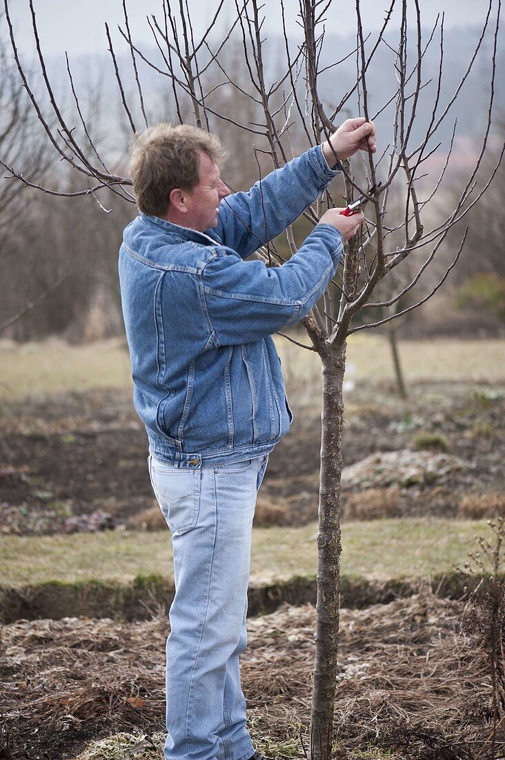 Man thins out apple tree (Malus) in spring and removes water shoots
