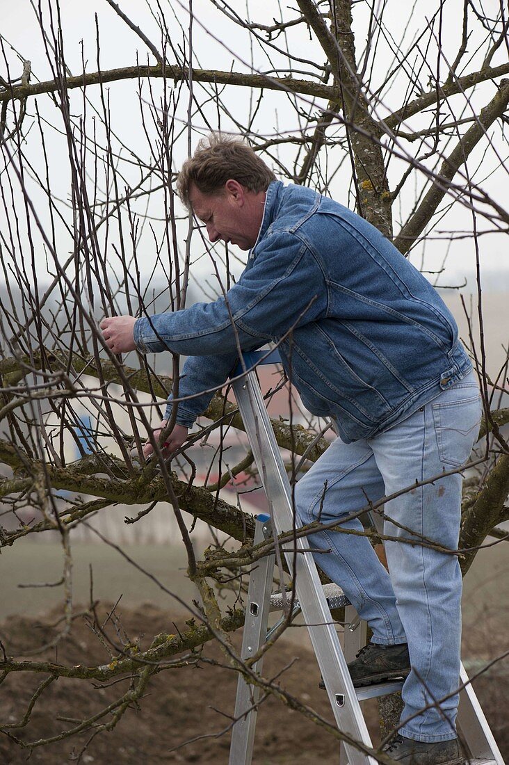 Man thinning apple tree (Malus) in spring and removing water shoots