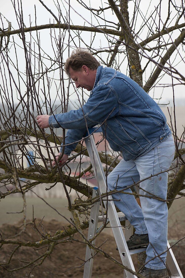 Mann lichtet Apfelbaum (Malus) im Frühjahr aus und entfernt Wassertriebe