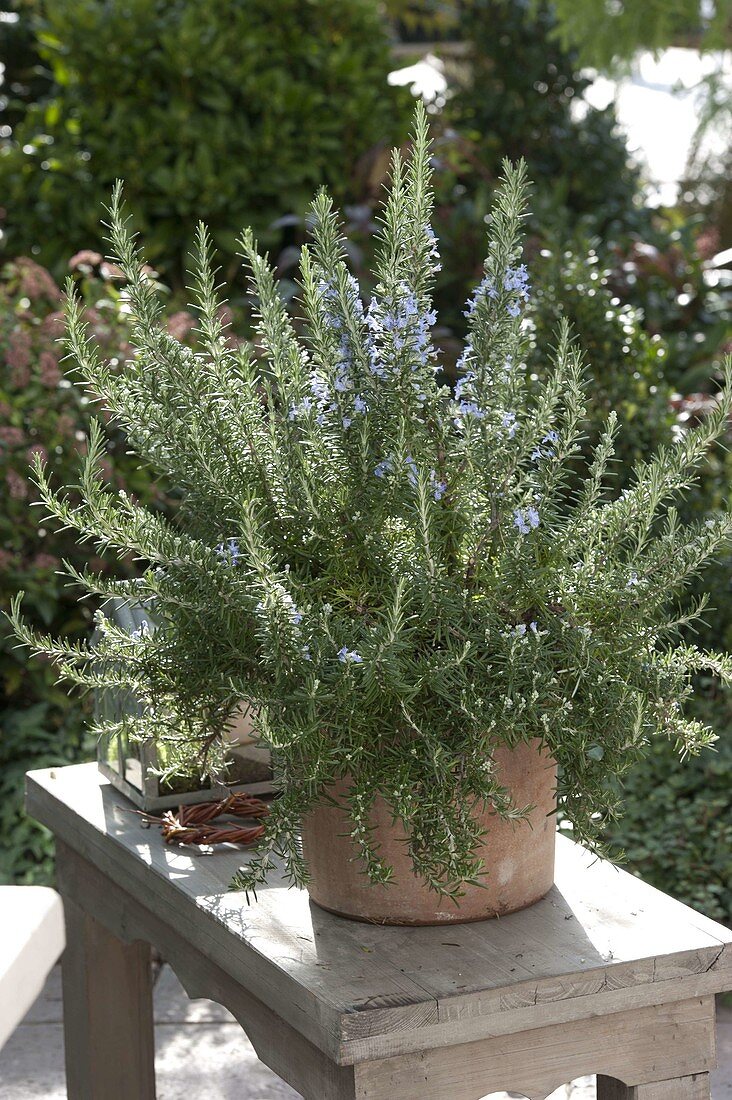 Flowering rosemary (Rosmarinus officinalis)