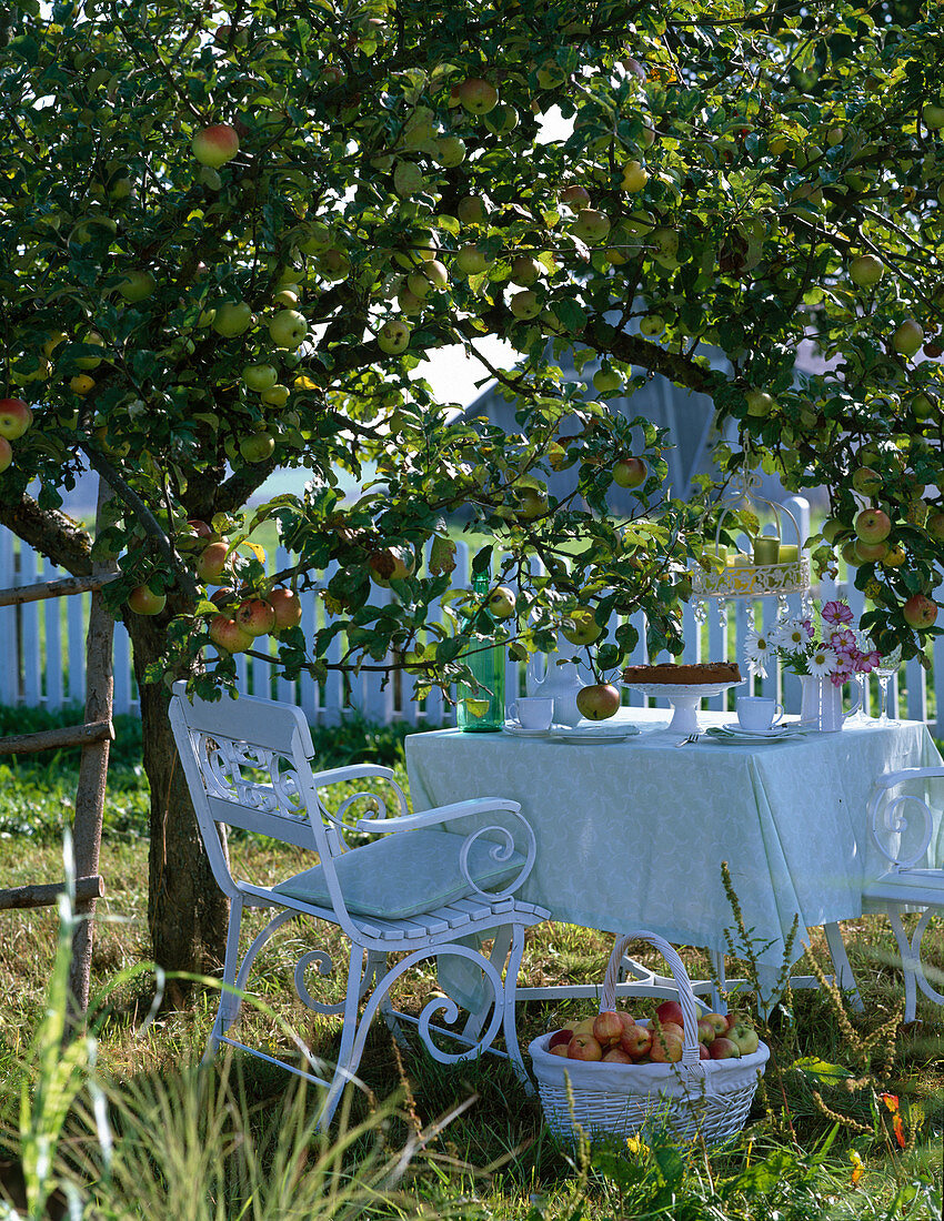 White seat set under Malus (apple tree)