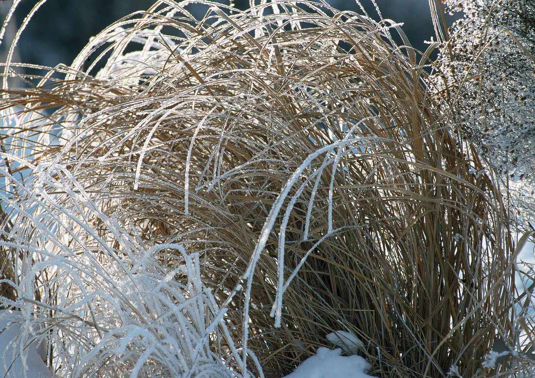 Grasses (Miscanthus) with hoarfrost