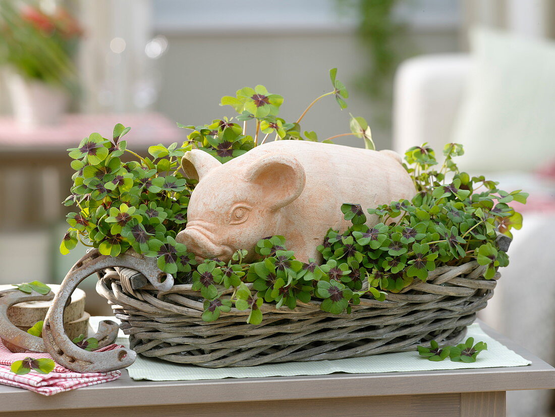 Lucky pig in basket with Oxalis deppei (Lucky clover)