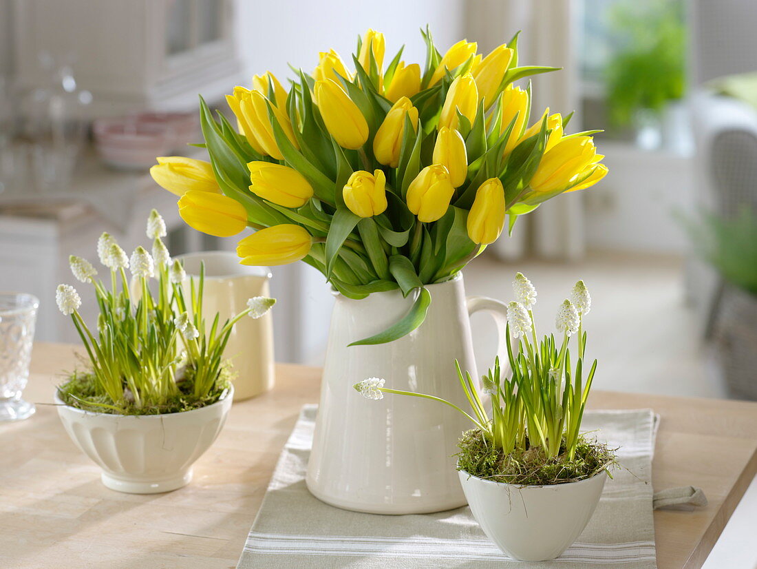 Tulipa 'Strong Gold' (Tulpen), Muscari 'White Magic'