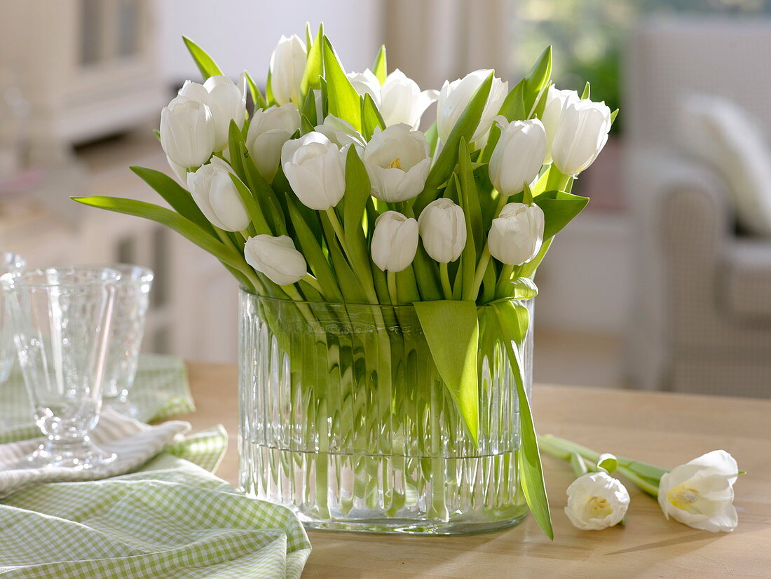 Tulipa 'Royal Virgin' (tulip) in a wide glass vase