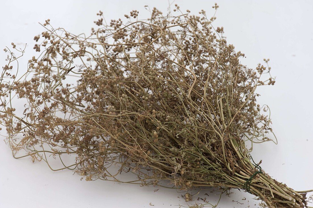 Dry seeds of coriander (Coriandrum sativum)