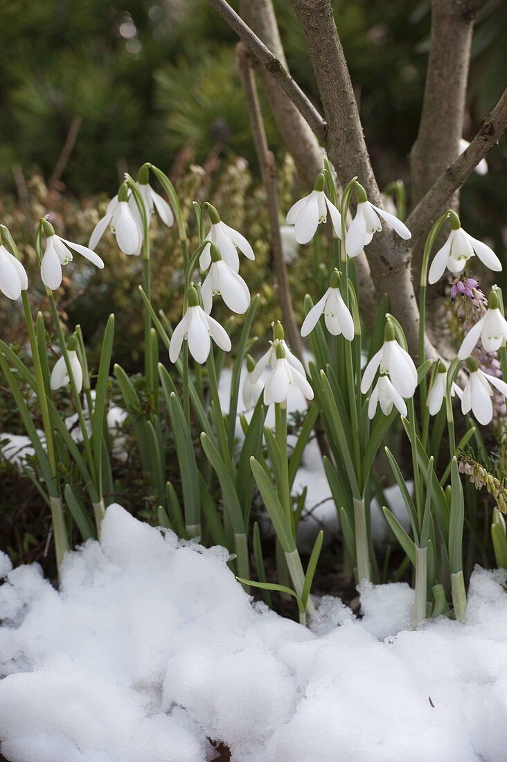 Galanthus (Snowdrop) with snow in garden