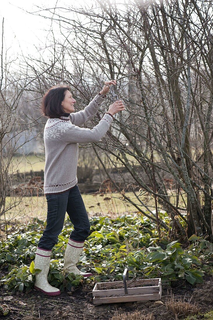 Cut branches of flowering shrubs to make cuttings