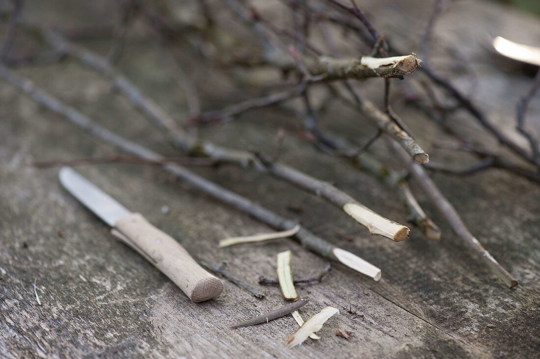 Cut branches of flowering shrubs to make cuttings