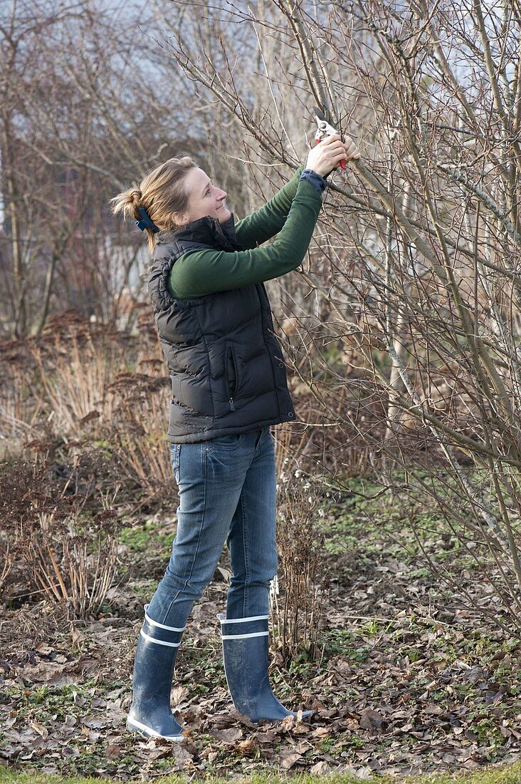 Frau schneidet Zweige von Blütensträuchern zum Antreiben