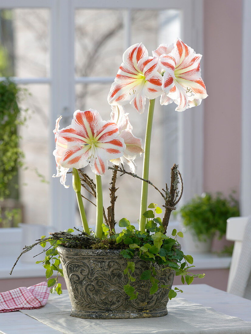 Hippeastrum 'Flaming Striped' (Amaryllis) in rustic bowl