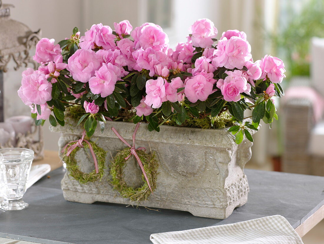 Rhododendron simsii (room azalea) in rustic box