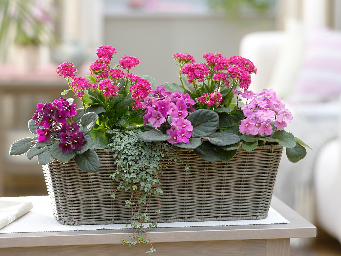 Basket pink-pink planted