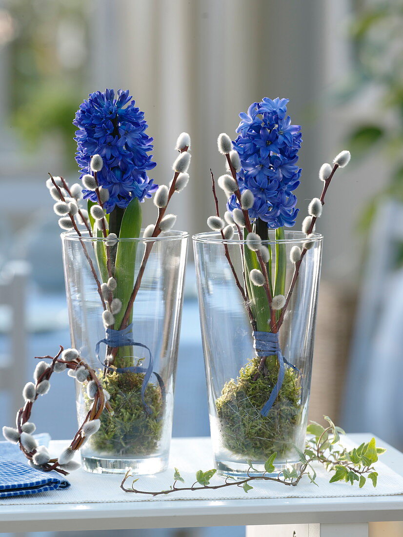 Hyacinthus (hyacinth) with eroded roots