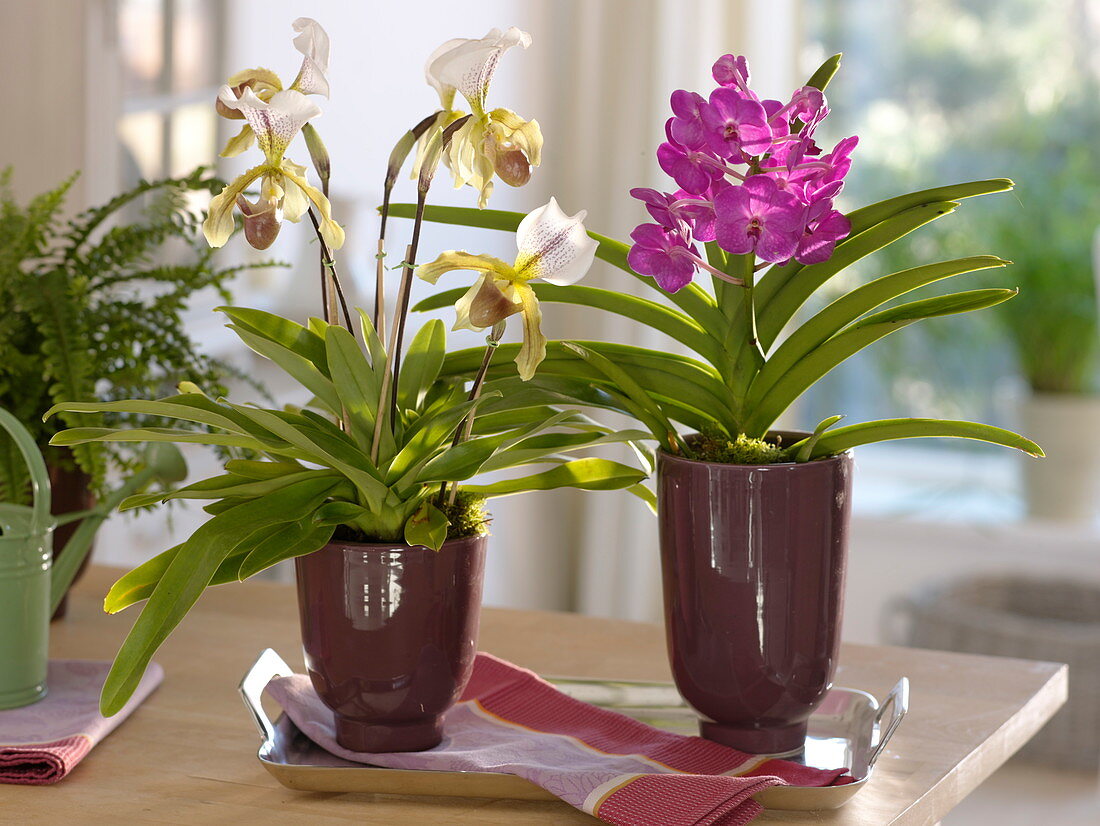 Paphiopedilum 'Leeanum Sitta', Vanda 'Pink Delight' (Orchideen)