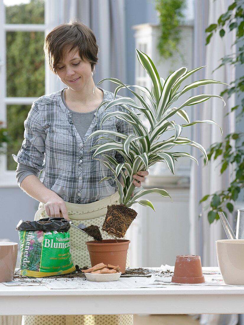 Frau topft Dracaena deremensis (Drachenbaum) um