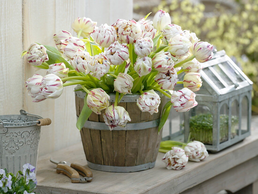 Bouquet of Tulipa 'Carneval de Nice' (double tulips) in wooden barrel