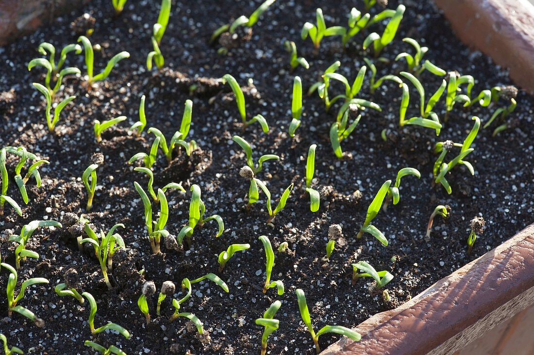 Seedlings of spinach 'Matador' (Spinacia oleracea)