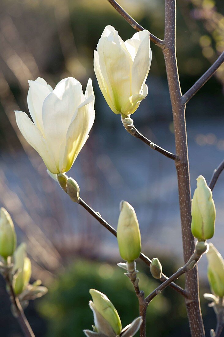 Magnolia denudata 'Golden Dream' (Yellow-flowered magnolia)