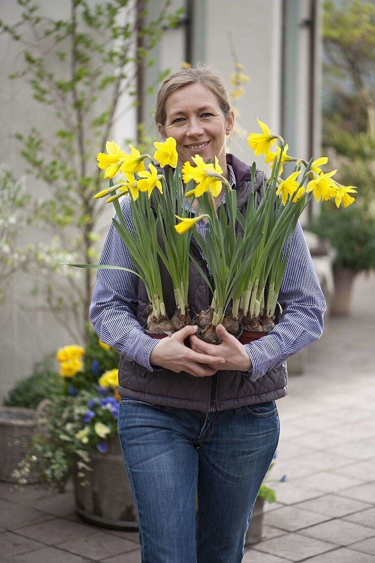 Woman with freshly bought Narcissus 'Golden Harvest' (daffodils)
