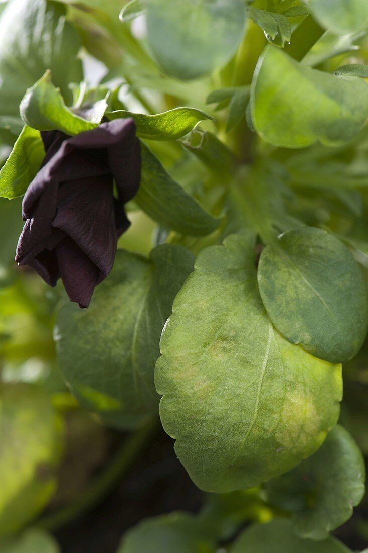 Downy mildew on viola