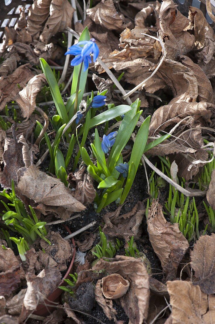 Putting bulbs in pots in autumn for colourful spring foliage