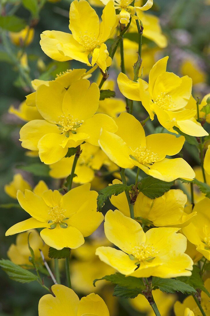 Kerria japonica (unfilled kerrie, ranunculus shrub)