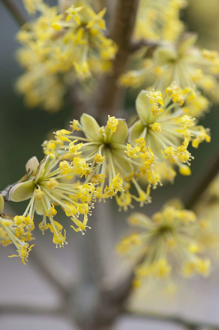 Cornus mas 'Jolico' (Cornelian cherry)