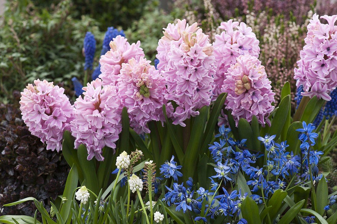 Hyacinthus 'Fondant' (hyacinths), Scilla (blue star), Muscari