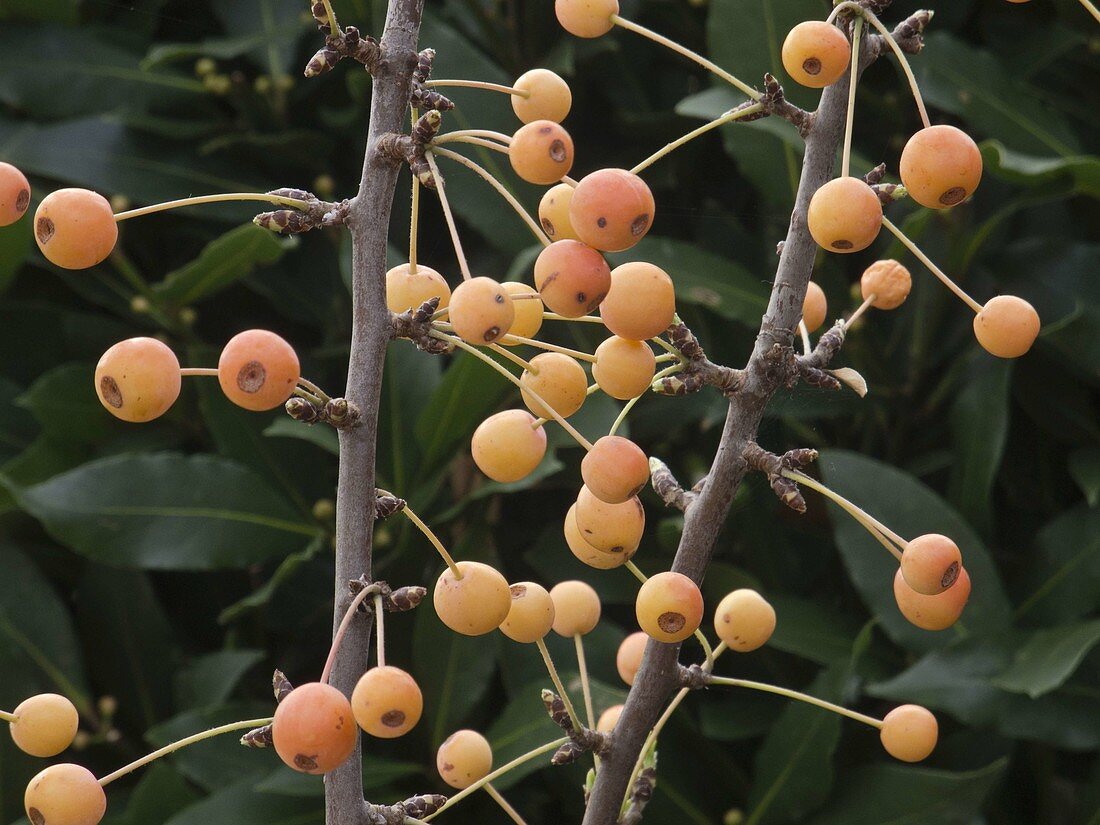 Malus 'Butterball' (ornamental apple), the fruits last long into winter