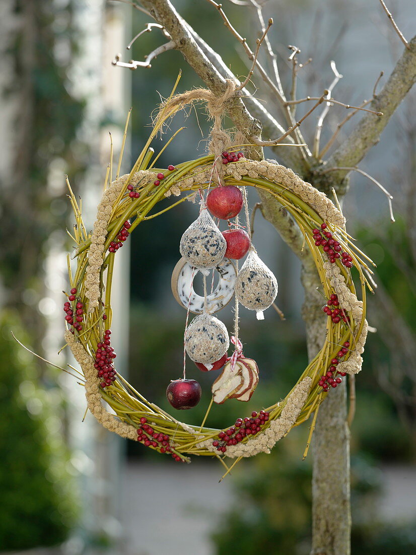 Birdseed wreath made from Cornus (dogwood) branches, Ilex