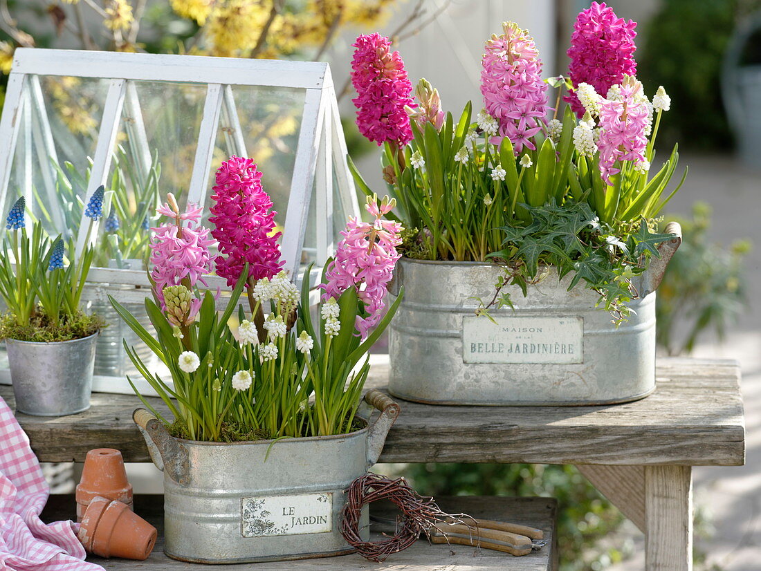 Hyacinthus (hyacinth), Muscari 'White Magic', 'Big Smile'