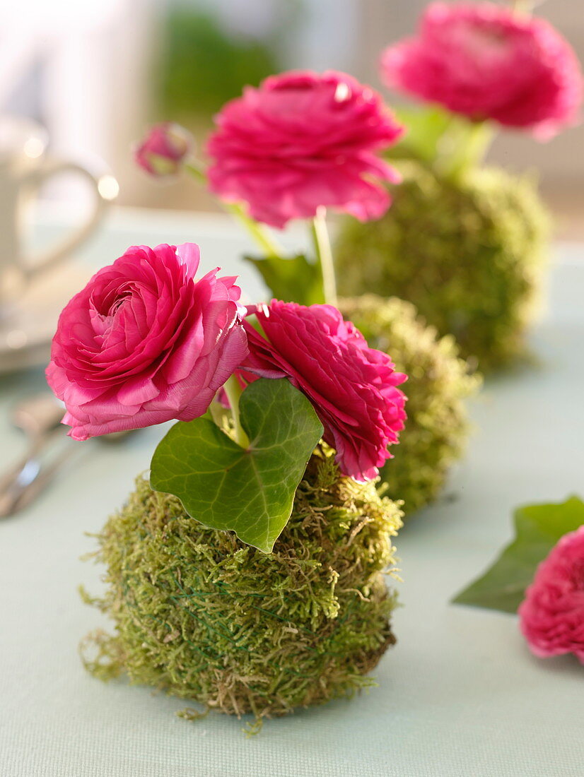 Ranunculus in moss ball