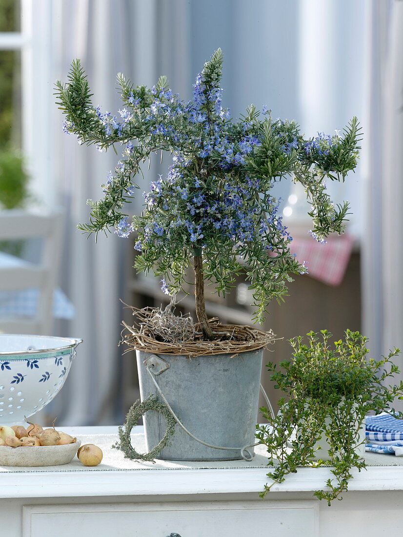 Flowering rosemary stem (Rosmarinus officinalis Prostratus)