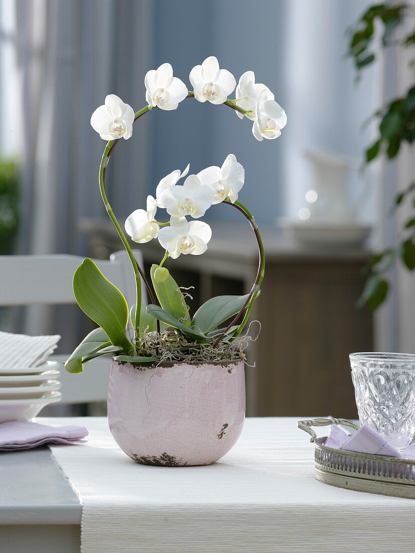 white Phalaenopsis hybrid (Malay flower, butterfly orchid)