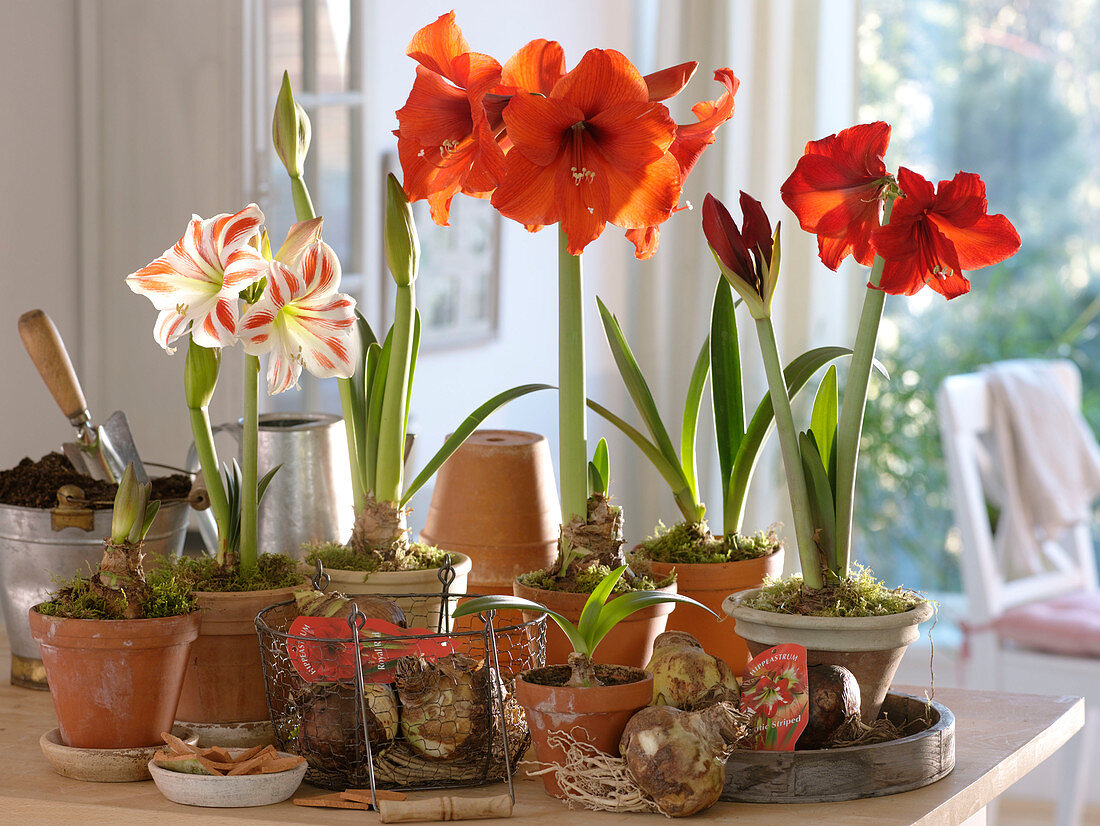 Hippeastrum 'Royal Red' 'Tropical Orange' 'Flaming Striped' (Amaryllis)