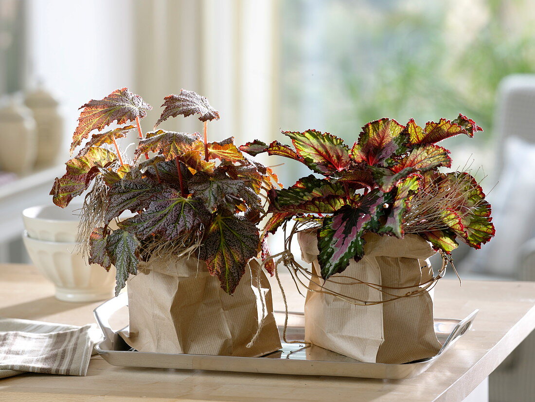 Begonia Rex (Blattschmuck - Begonien) in Papiertüten