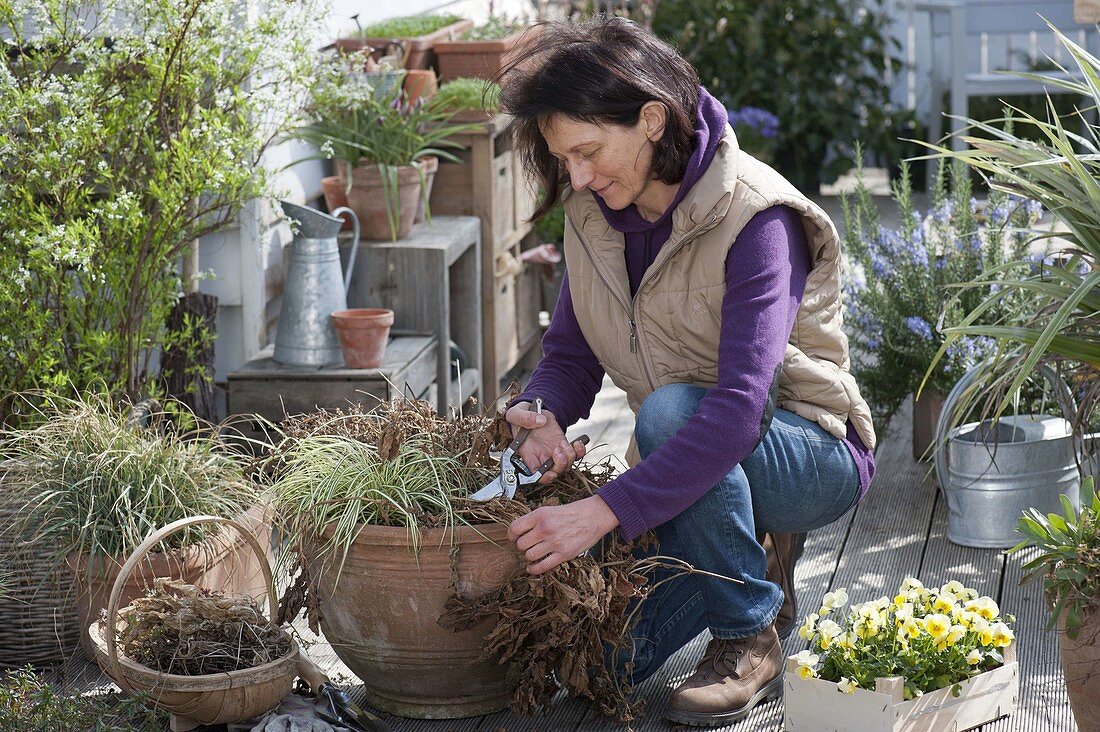 Perennials pruning, fertilizing and planting spring flowers