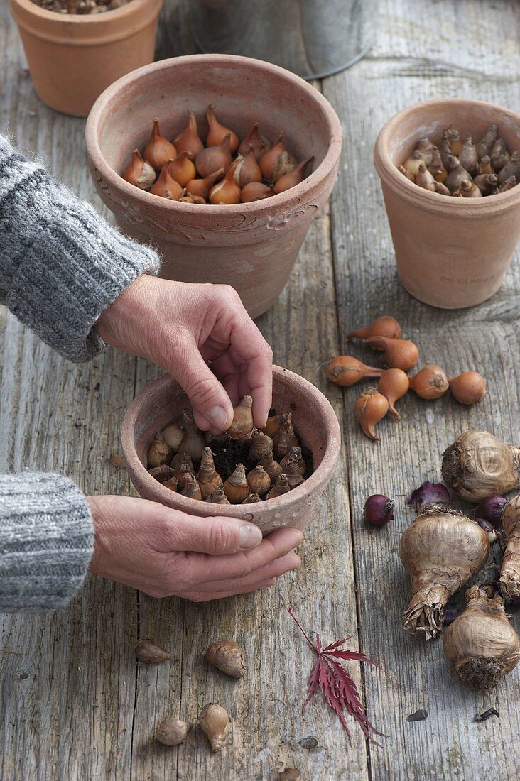 For colourful spring bulbs in pots in autumn