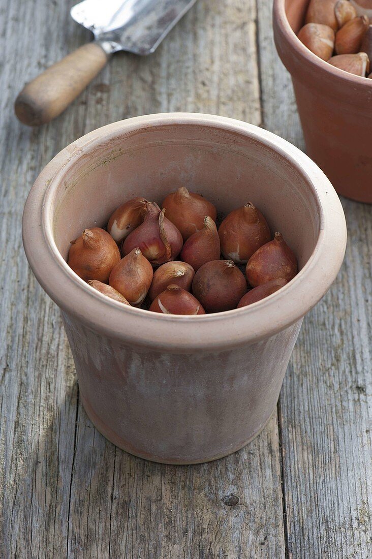 Für bunten Frühlingsflor Zwiebeln im Herbst in Töpfe legen