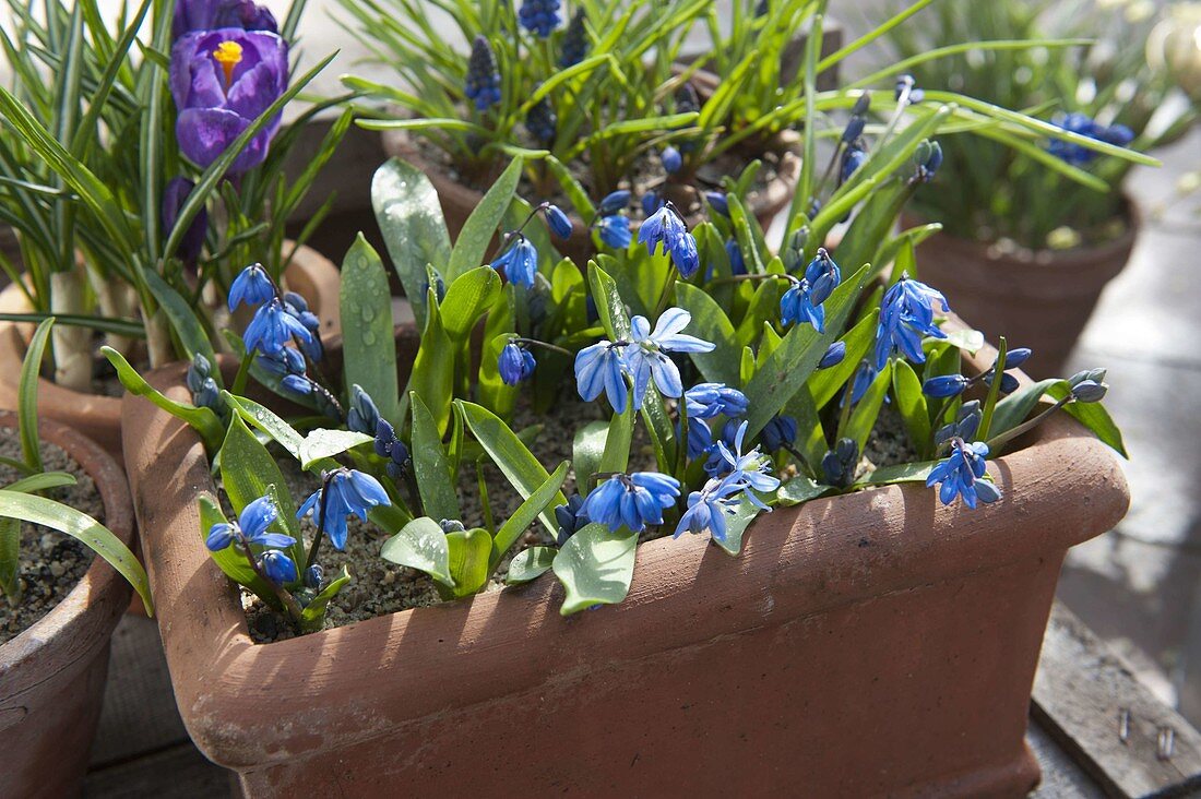 For colourful spring bulbs in pots in autumn