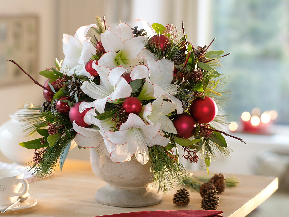 Weihnachtsstrauß mit Hippeastrum 'Picotee' (Amaryllis), Pinus