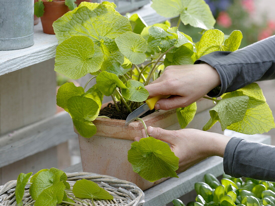 Wasabi, also Japanese horseradish, water horseradish