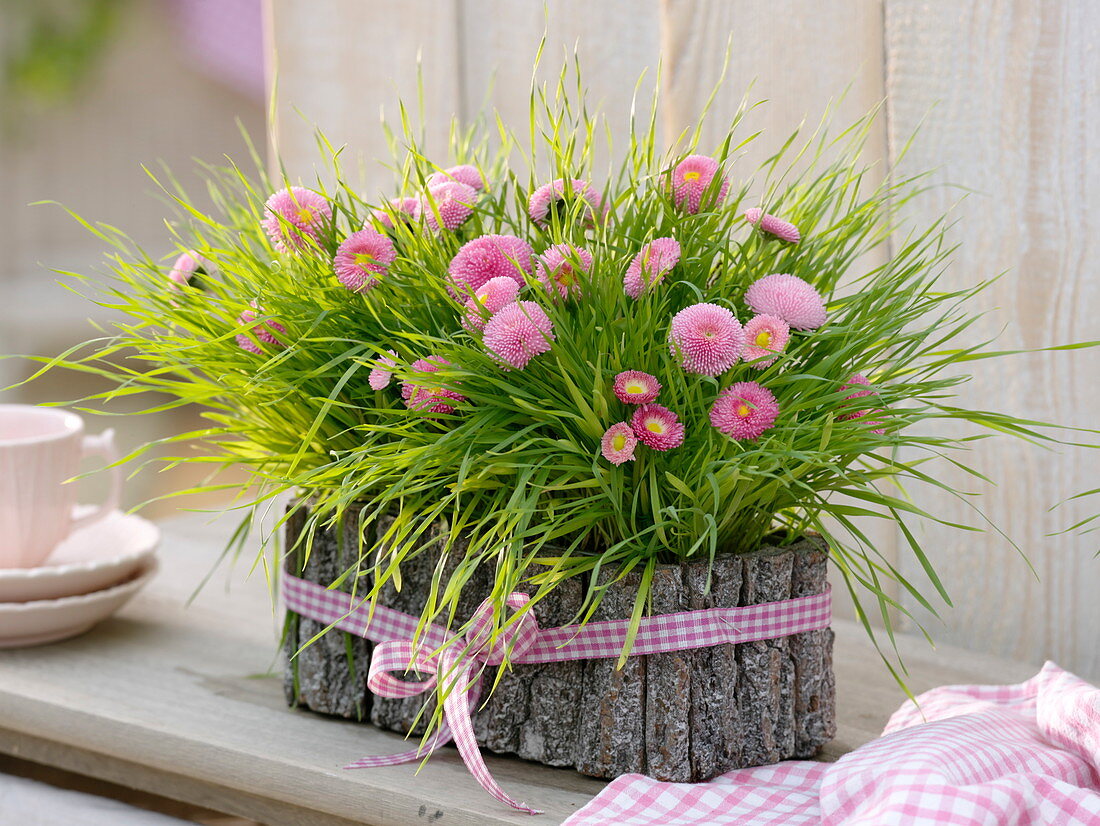 Decorate wheatgrass in bark box with bellis