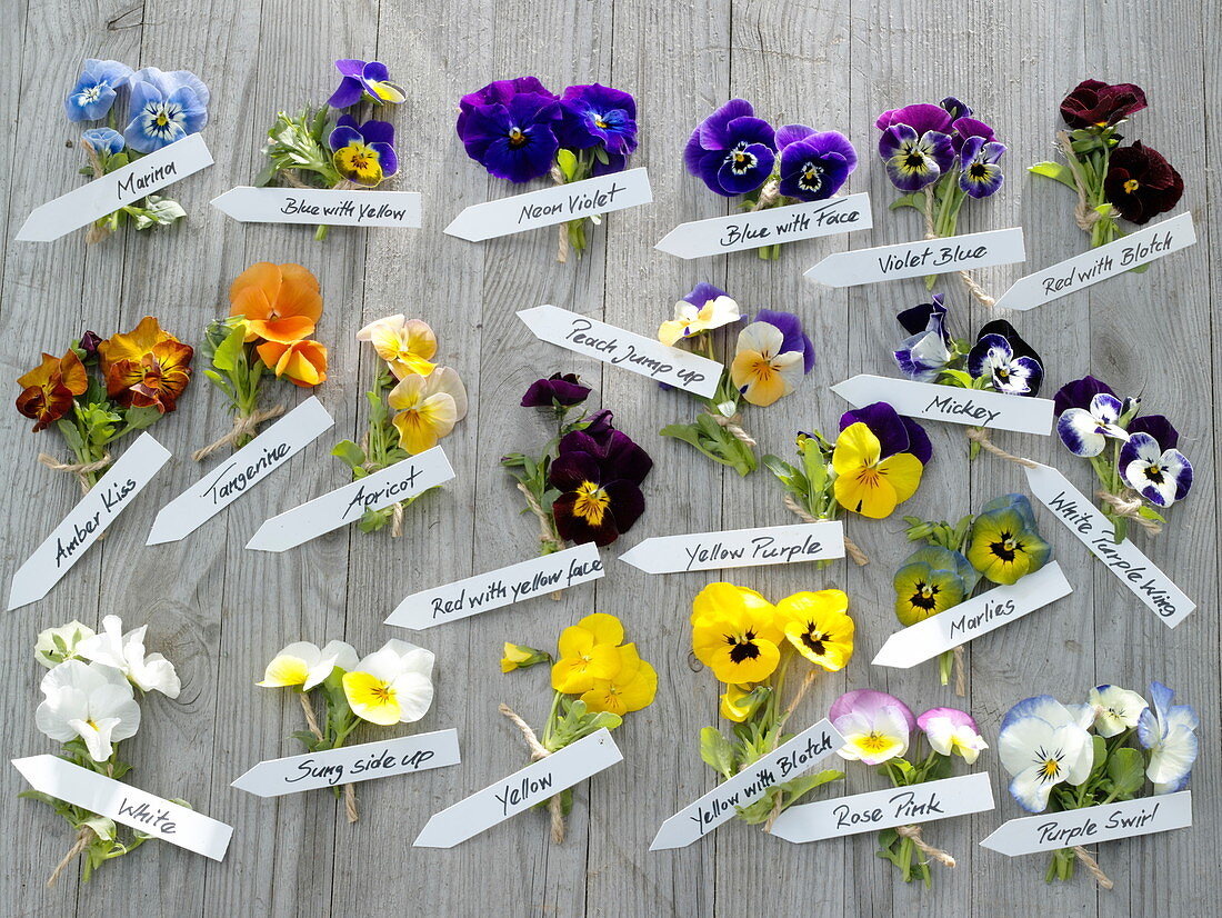 Tableau of Viola cornuta (horned violet), assorted colours