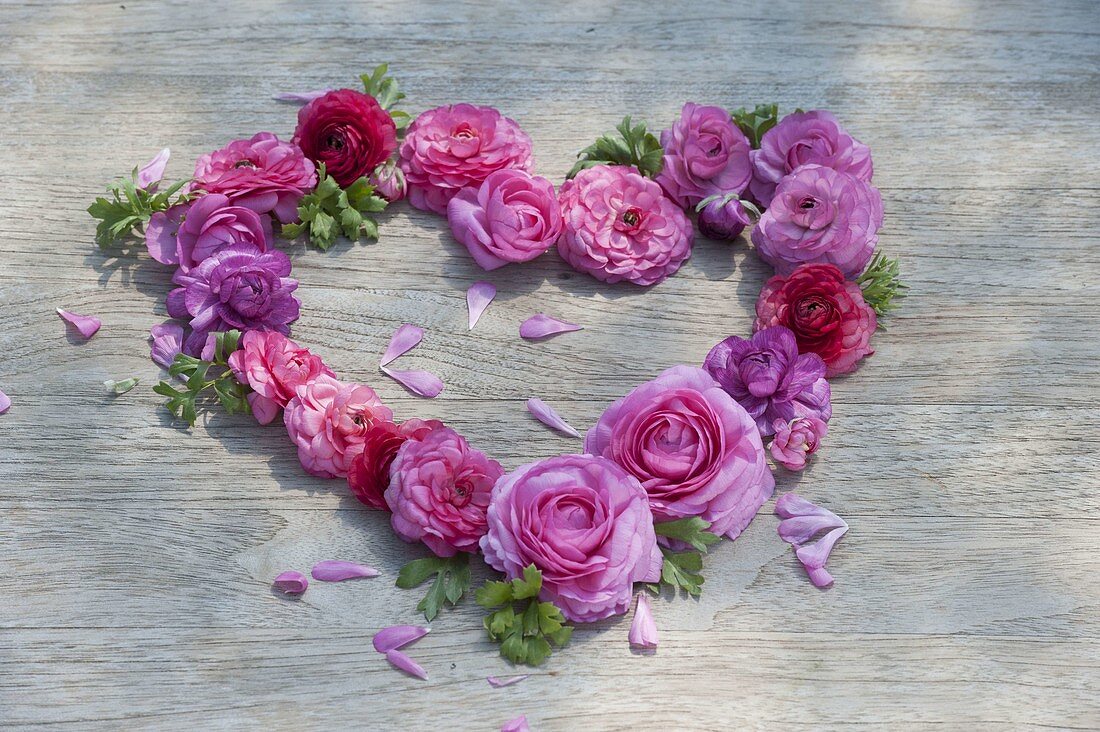 Heart made of ranunculus flowers