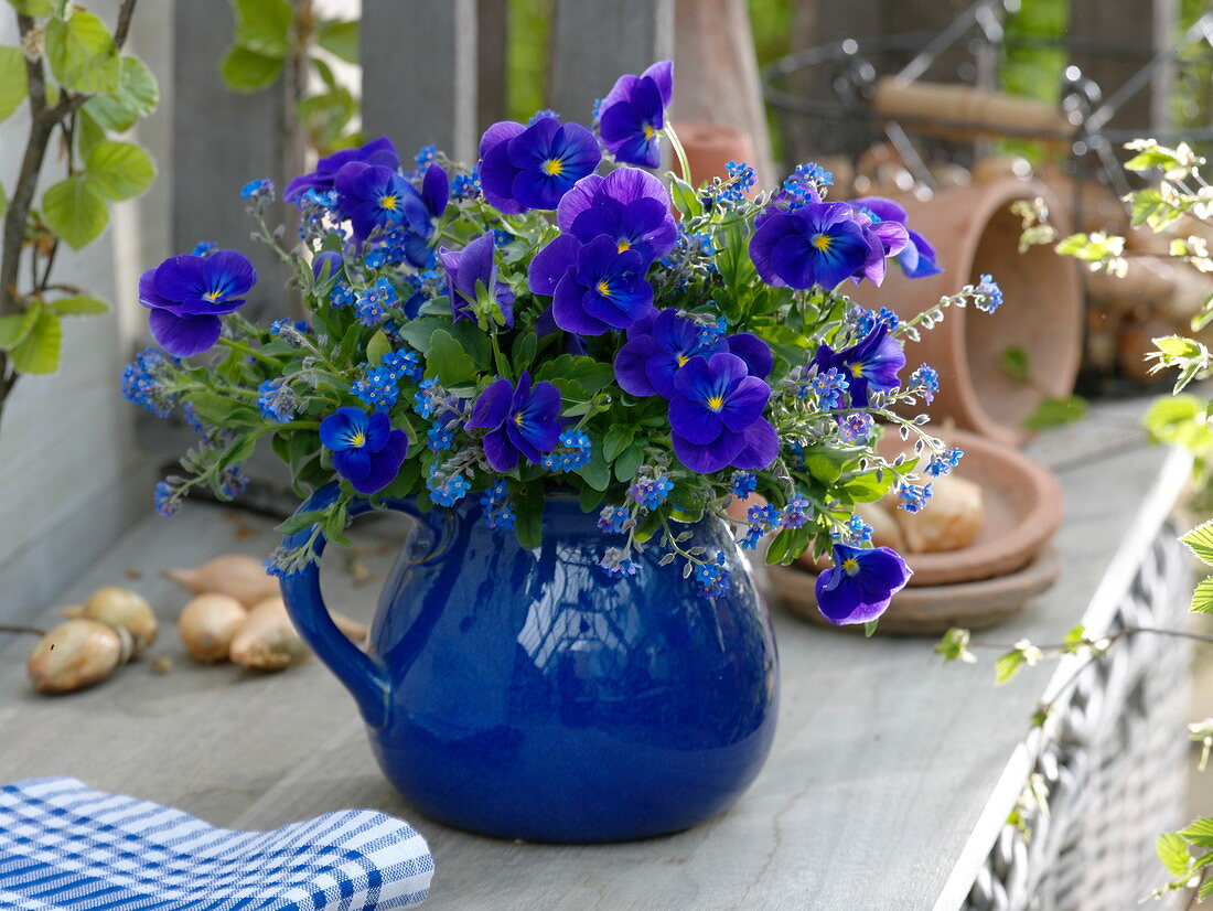 Blue bouquet in a blue vase: Viola cornuta 'Callisto Violet Blue'.