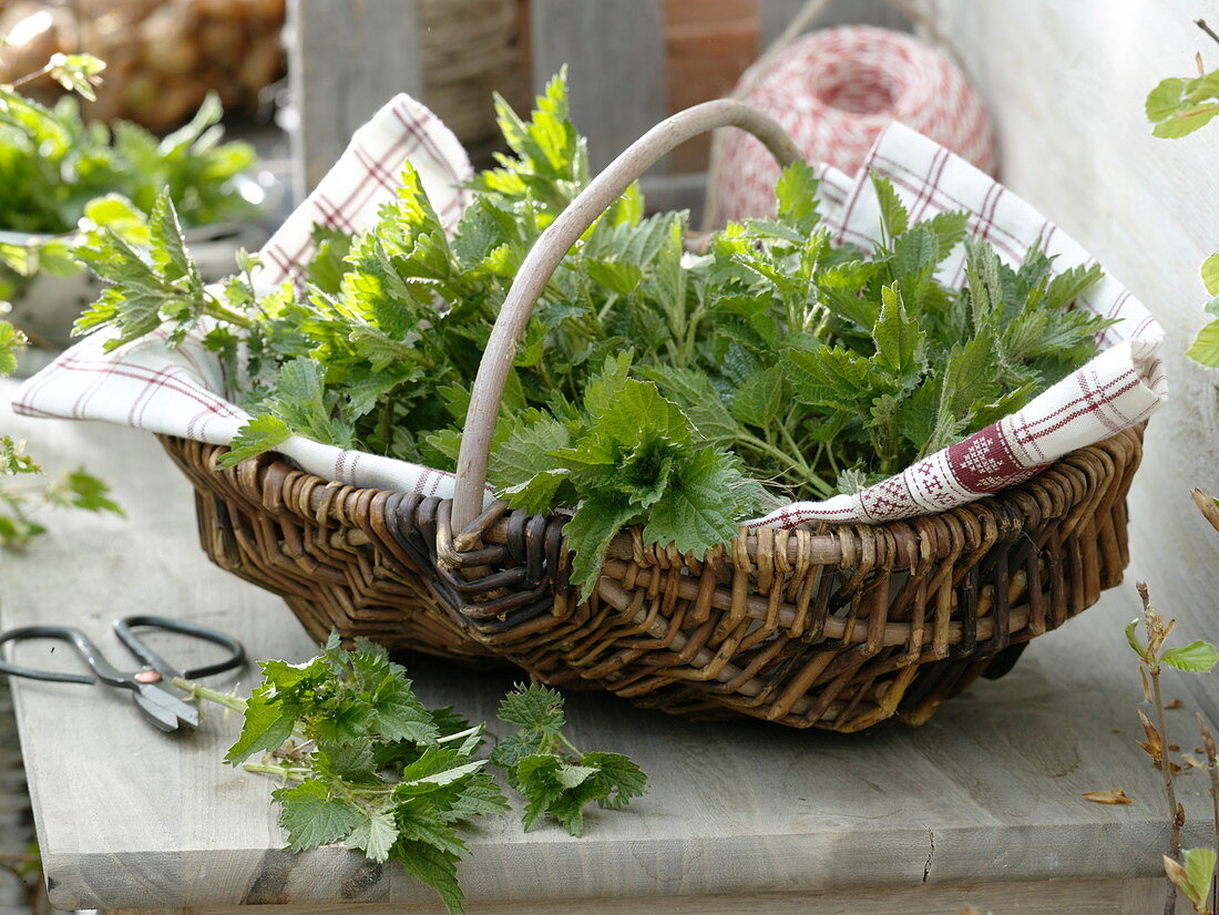 Freshly harvested nettles (Urtica) for the spring cure